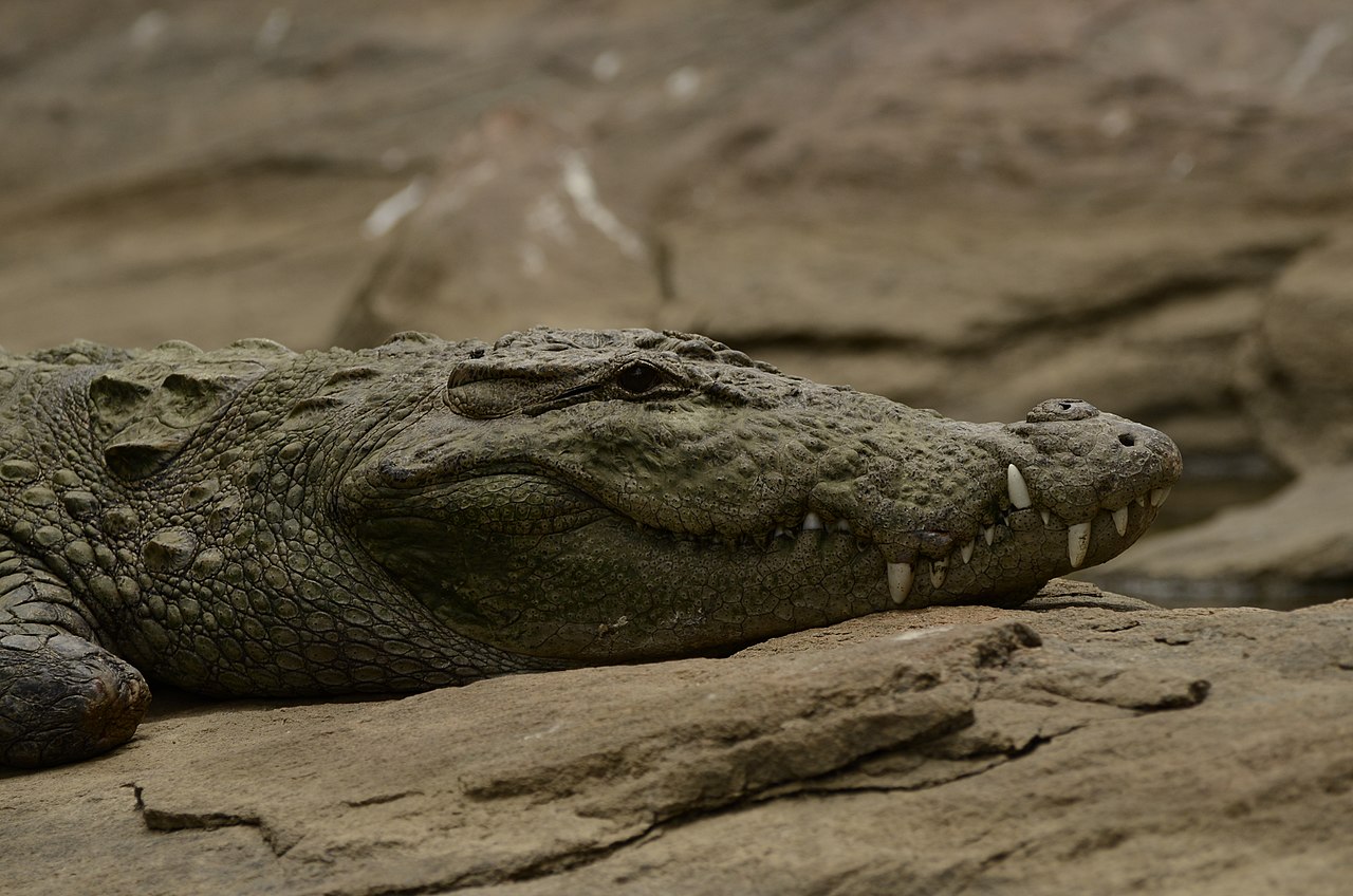 Cá sấu mũi hẹp