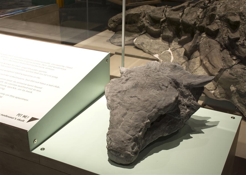 Các nhà khảo cổ đã khai quật một bộ xương hóa thạch được cho là rồng