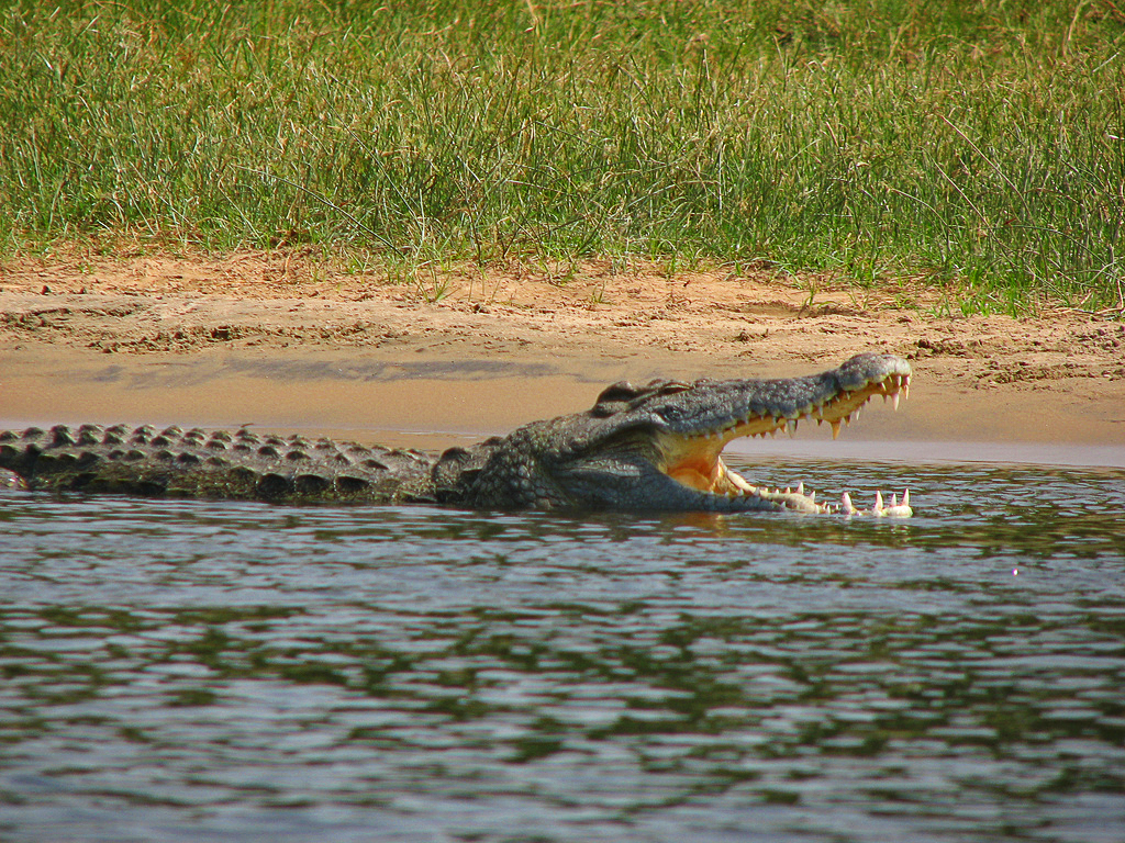 Loài cá sấu sông Nile
