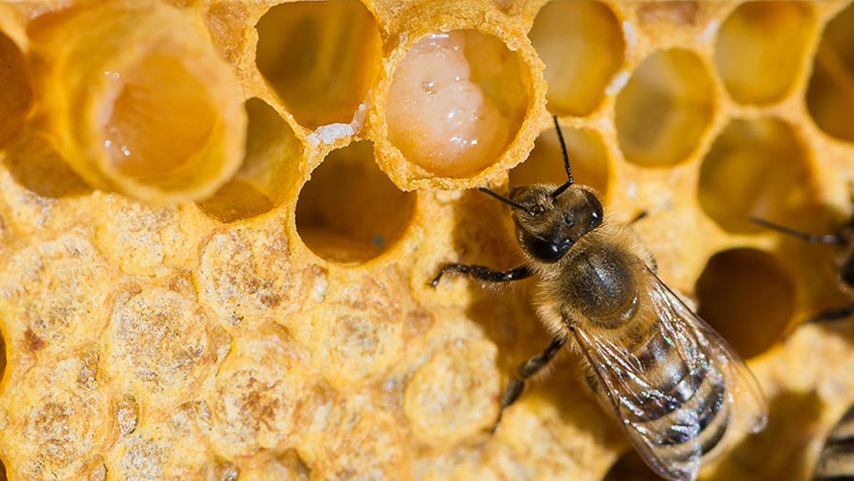 Vai trò và nhiệm vụ quan trọng của ong chúa trong đàn ong