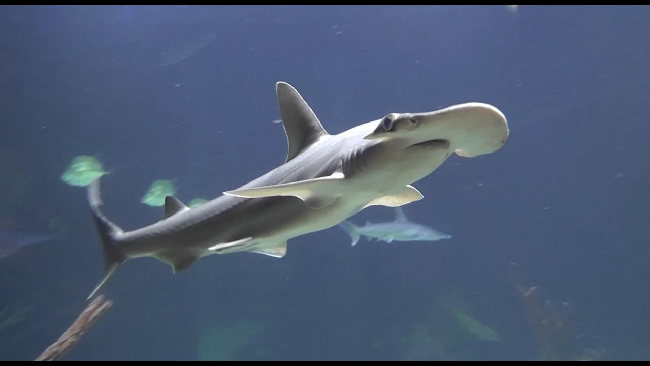 Quần thể của loài cá mập đầu búa