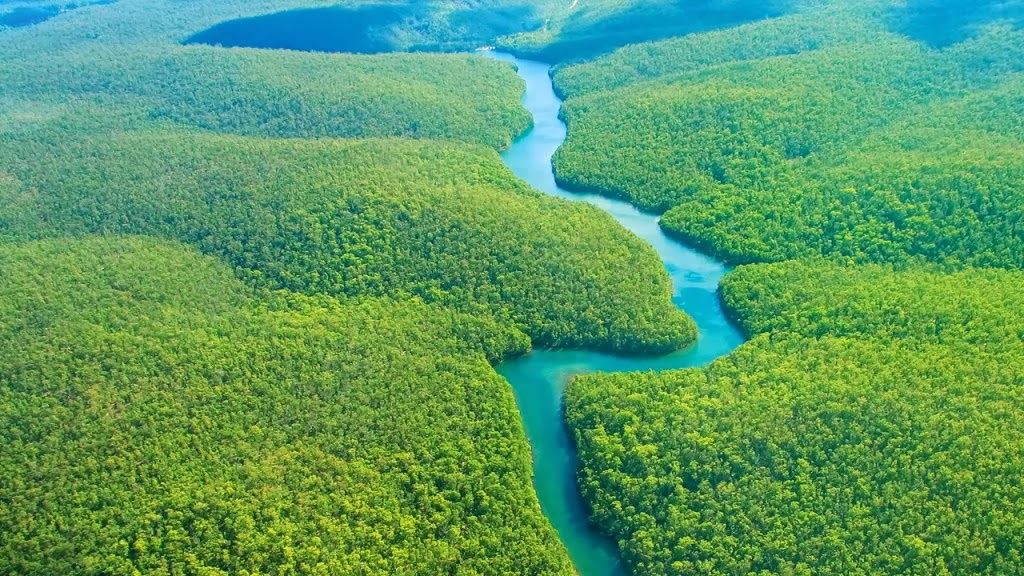 Rừng Amazon thải carbon nhiều hơn lượng hấp thụ