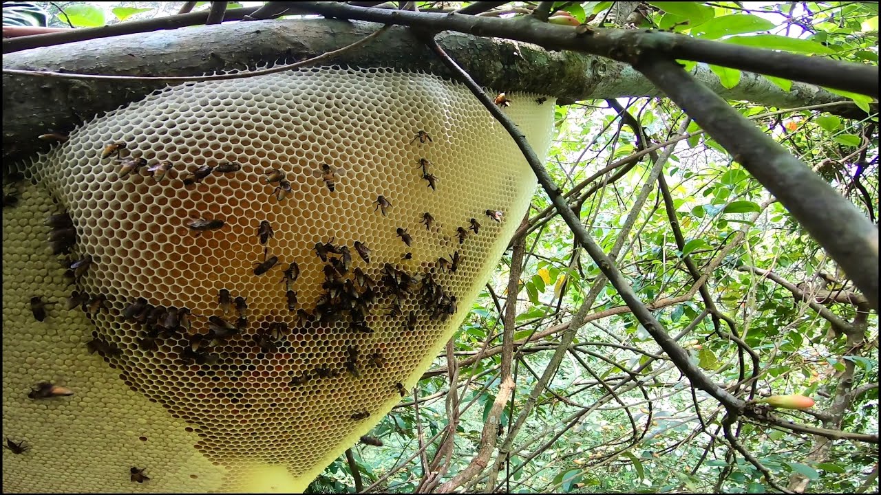 Nghề bắt ong khoái nguy hiểm