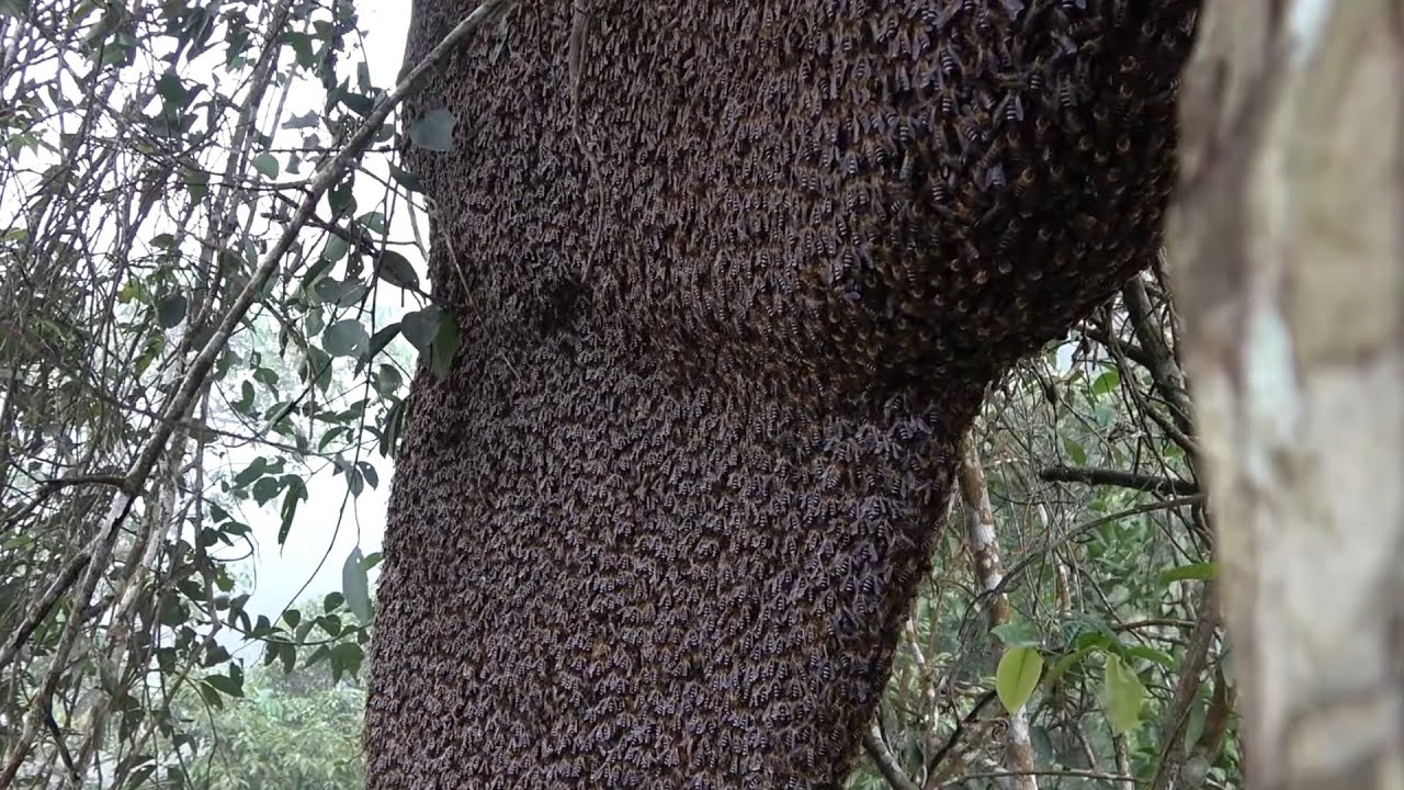 Loài hung dữ nhất trong số các loài ong mật